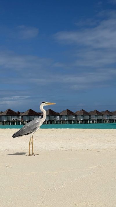 Outrigger Maafushivaru в июне — фото погоды (2026-06-16)