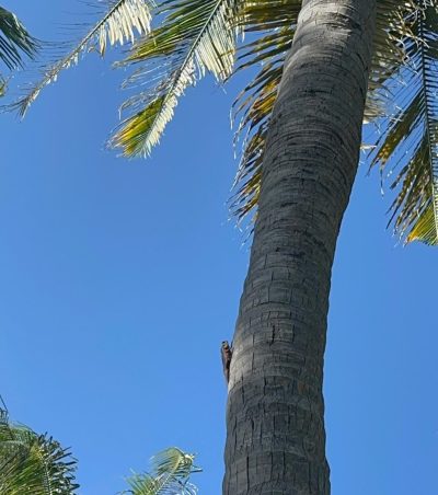 South Ari Atoll, Maldives в июне — фото погоды (2026-06-10)