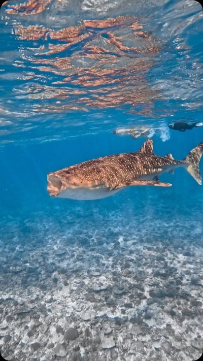 South Ari Atoll, Maldives в июле — фото погоды (2026-07-22)