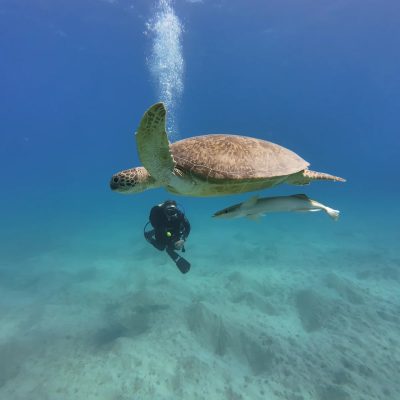 The Oasis Dive Resort — фото погоды в марте (2026-03-02)