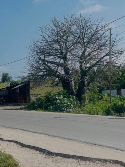 Jambiani Village, Zanzibar в ноябре — фото погоды (2025-11-21)
