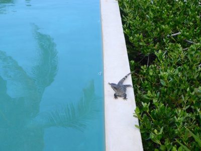 Our Habitas Tulum в ноябре — фото погоды (2025-11-22)
