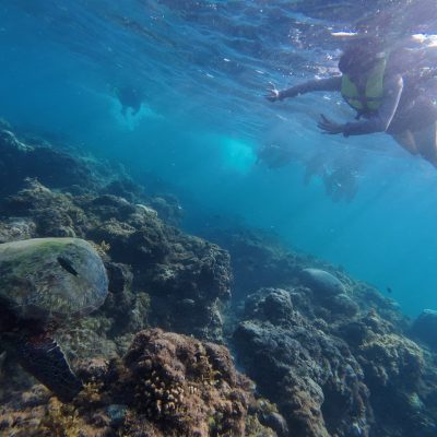 Pescador Island в январе — фото погоды (2026-01-21)