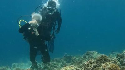Pescador Island в январе — фото погоды (2026-01-28)