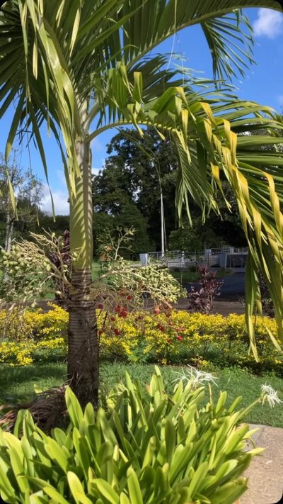 Sir Seewoosagur Ramgoolam Botanical Garden в июне — фото погоды (2026-06-25)