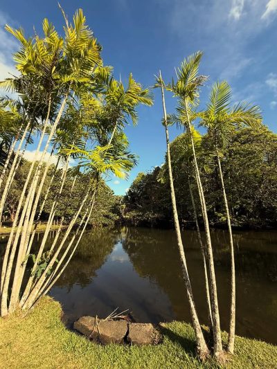 Sir Seewoosagur Ramgoolam Botanical Garden в июне — фото погоды (2026-06-30)