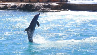 Curacao Sea Aquarium в марте — фото погоды (2026-03-18)