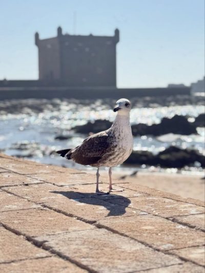 Essaouira Port в октябре — фото погоды (2025-10-26)