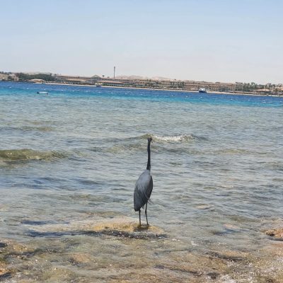 Fort Arabesque Resort, Spa & Villas — фото погоды в июле (2026-07-10)