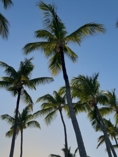 Playa Bávaro - Punta Cana в марте — фото погоды (2026-03-15)