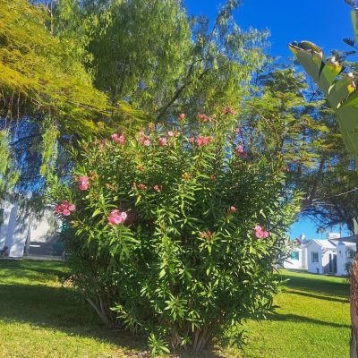 Canary Garden Club Maspalomas — фото погоды в декабре (2025-12-24)