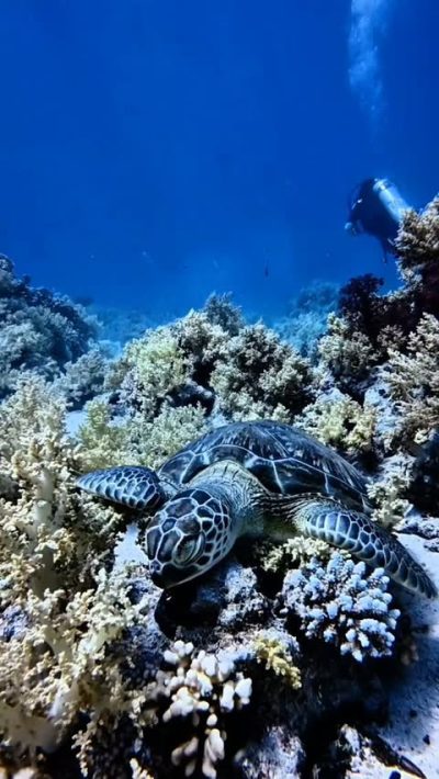 Sharm El Sheik - Red Sea в июле — фото погоды (2026-07-04)