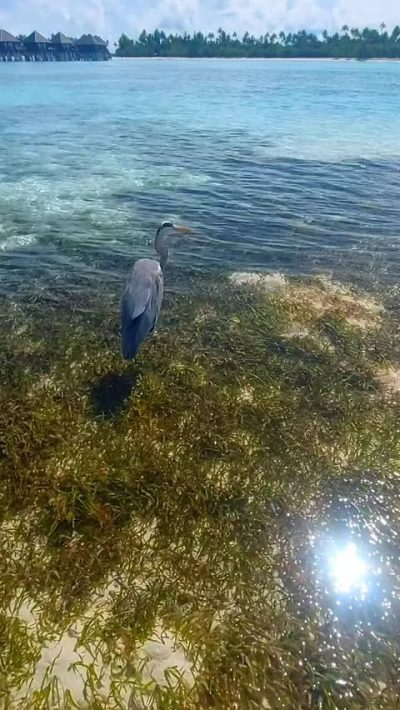 Sun Siyam Irufushi Beach Resort and Spa — фото погоды в июне (2026-06-05)