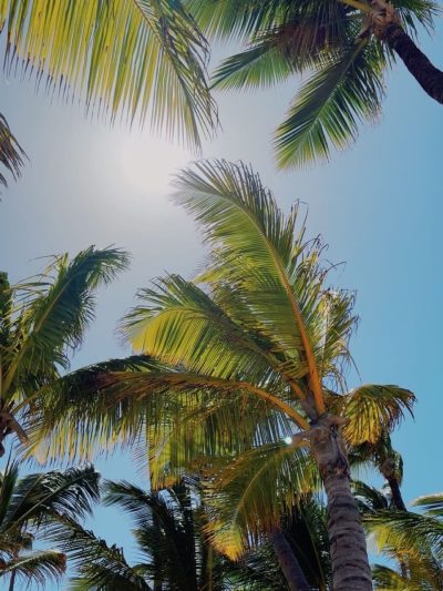 Riu Palace Bavaro — фото погоды в мае (2026-05-28)