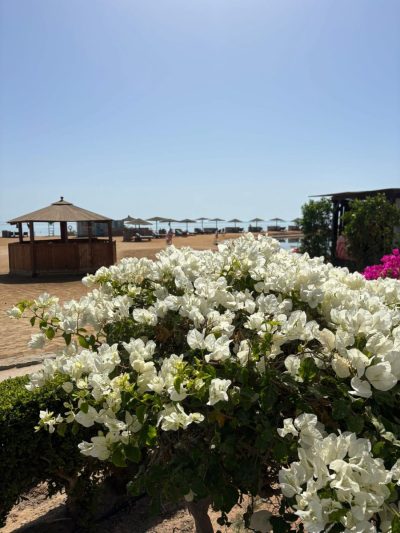 Mövenpick Resort & Spa El Gouna — фото погоды в апреле (2026-04-26)