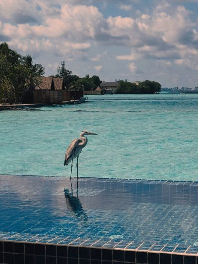 Taj Exotica Resort & Spa Maldives — фото погоды в мае (2026-05-30)
