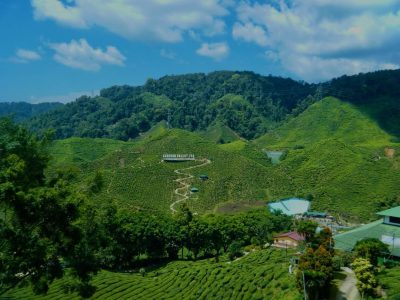 Cameron Valley Tea House, Cameron Highlands в марте — фото погоды (2026-03-25)