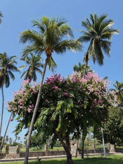 Acapulco Diamante в июле — фото погоды (2026-07-02)