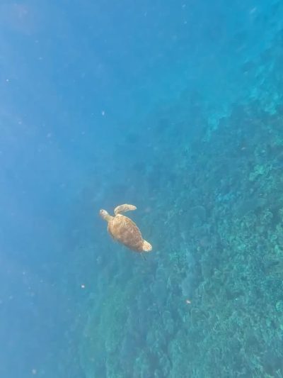 Pink beach komodo island - pulau komodo в феврале — фото погоды (2026-02-26)