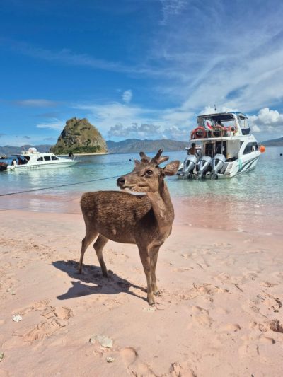 Pink beach komodo island - pulau komodo в апреле — фото погоды (2026-04-28)