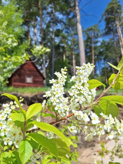 Новосибирск в мае — фото погоды (2026-05-25)