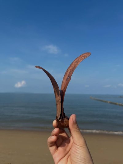 หาดจอมเทียน Pattaya City в мае — фото погоды (2026-05-06)