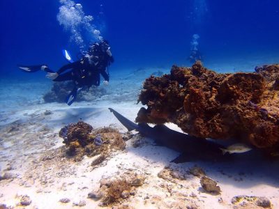 Cozumel Island (Mexican Riviera, Caribbean Sea) в марте — фото погоды (2026-03-02)