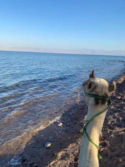 Nuweiba, Egypt в октябре — фото погоды (2025-10-10)