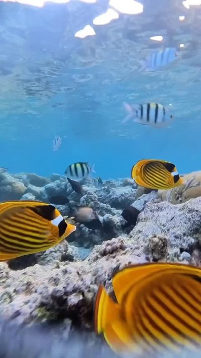 Reef beach Sharm в декабре — фото погоды (2025-12-31)