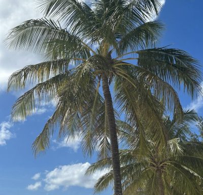 Southern Palms Beach Club and Resort Hotel Barbados — фото погоды в декабре (2025-12-29)