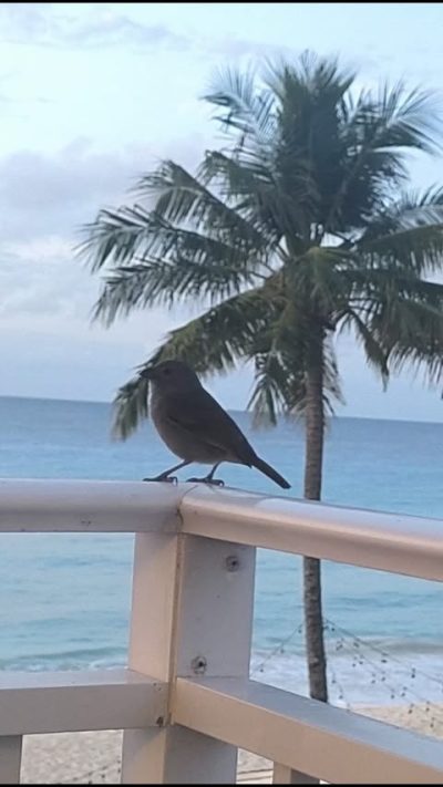 Southern Palms Beach Club and Resort Hotel Barbados — фото погоды в январе (2026-01-15)