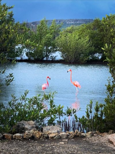Jan Kok Flamingo Trail в ноябре — фото погоды (2025-11-29)