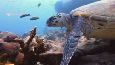 Tioman Dive Buddy (M) Sdn Bhd в июле — фото погоды (2026-07-10)