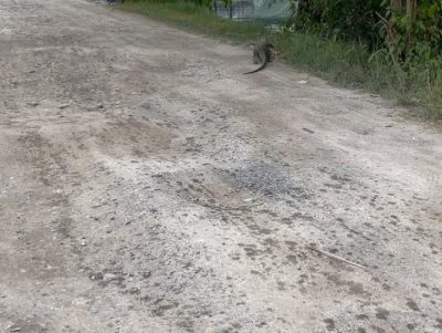 Сураттхани в ноябре — фото погоды (2025-11-26)