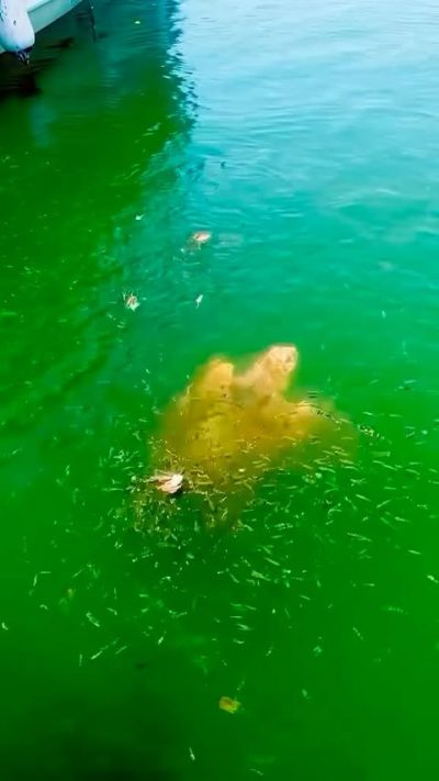 Dalyan River & Turtle Beach в июне — фото погоды (2026-06-25)