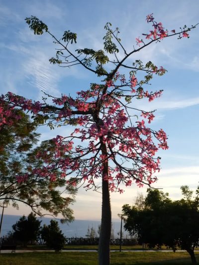 Falez Park, Antalya в декабре — фото погоды (2025-12-30)