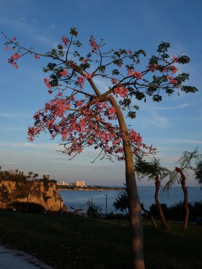 Falez Park, Antalya в декабре — фото погоды (2025-12-30)