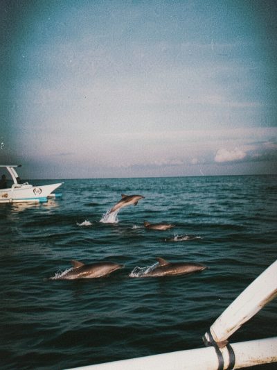 Lovina Dolphin & Snorkeling в апреле — фото погоды (2026-04-15)
