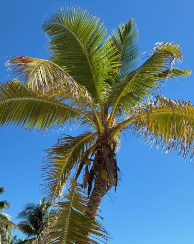 Playa Akumal Riviera Maya в январе — фото погоды (2026-01-13)