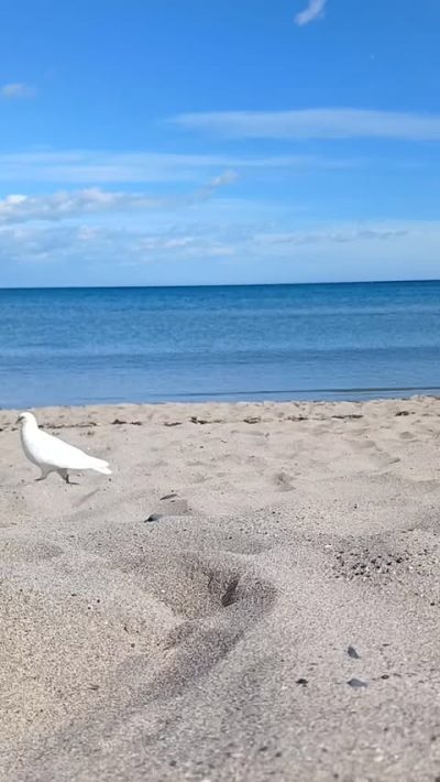 Playa De Puerto Banús в марте — фото погоды (2026-03-14)