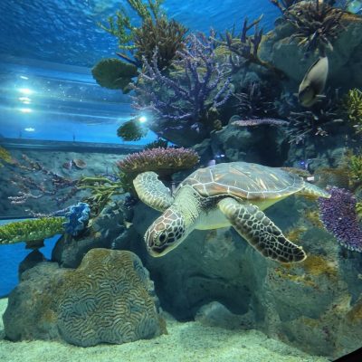 DMMかりゆし水族館-DMM Kariyushi Aquarium в мае — фото погоды (2026-05-20)