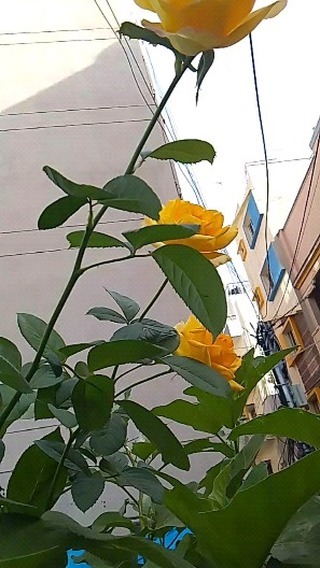 Home(gardens) в ноябре — фото погоды (2023-11-12)