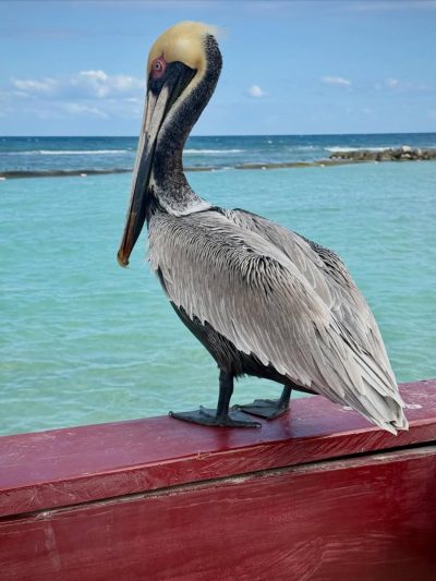 Luxury Grand Bahia Akumal в феврале — фото погоды (2026-02-26)