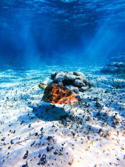 Ambergris Caye, Belize в мае — фото погоды (2026-05-13)