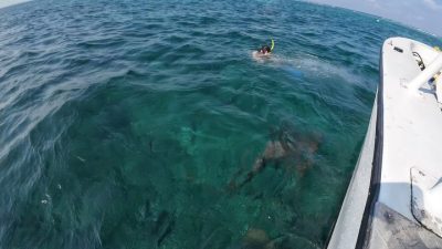 Shark Ray Alley в июне — фото погоды (2026-06-15)