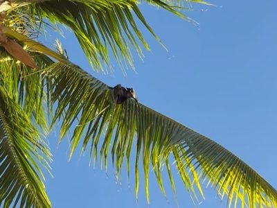Flic En Flac, Mauritius в феврале — фото погоды (2026-02-14)