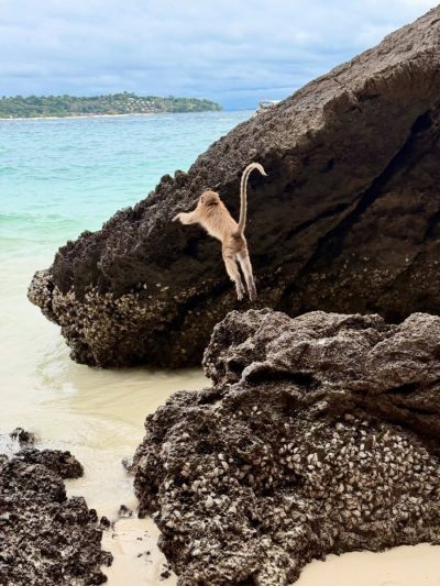 Monkey Bay - Phi-Phi Island в январе — фото погоды (2026-01-16)