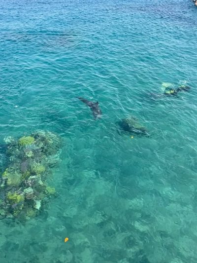 Dolphin Reef - Eilat в сентябре — фото погоды (2025-09-30)