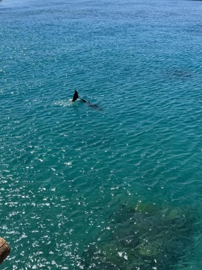 Dolphin Reef - Eilat в июне — фото погоды (2026-06-18)
