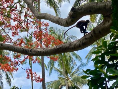 Rayavadee, Krabi Thailand в мае — фото погоды (2026-05-11)